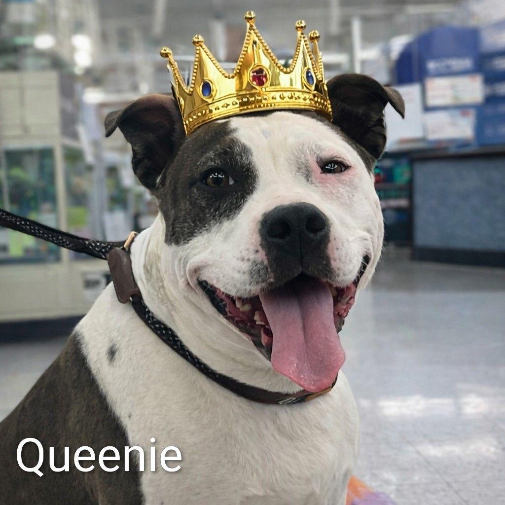 Enlarge Queenie, a Adoptable Mixed Breed in Plain City, OH image 1/5