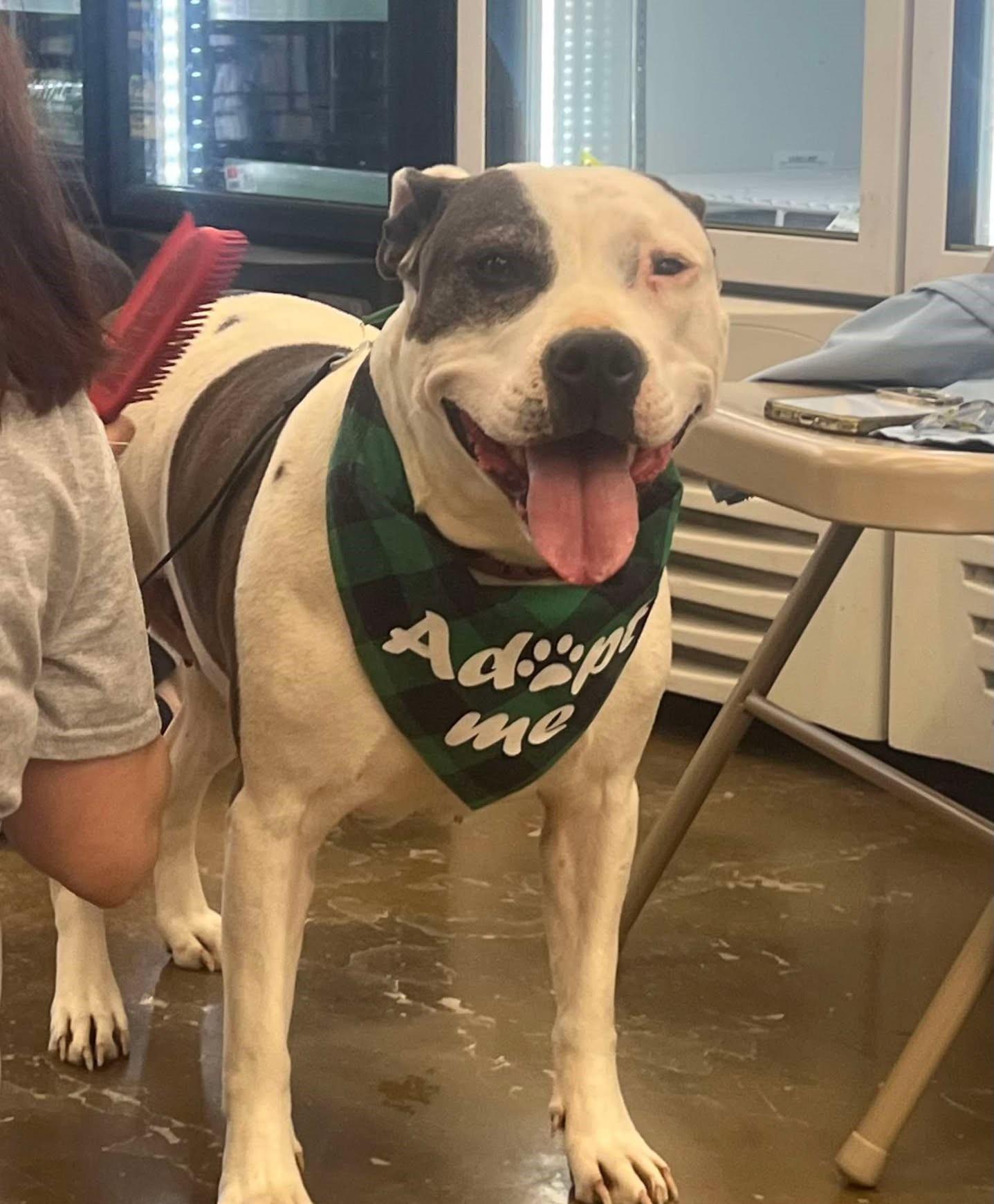 Queenie, Adoptable, Adult Female Mixed Breed.