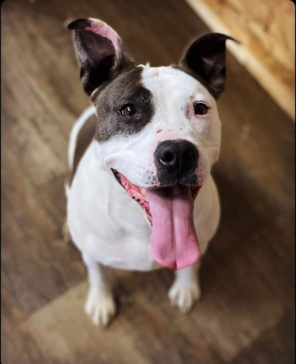 Enlarge Queenie, a Adoptable Mixed Breed in Plain City, OH image 4/5