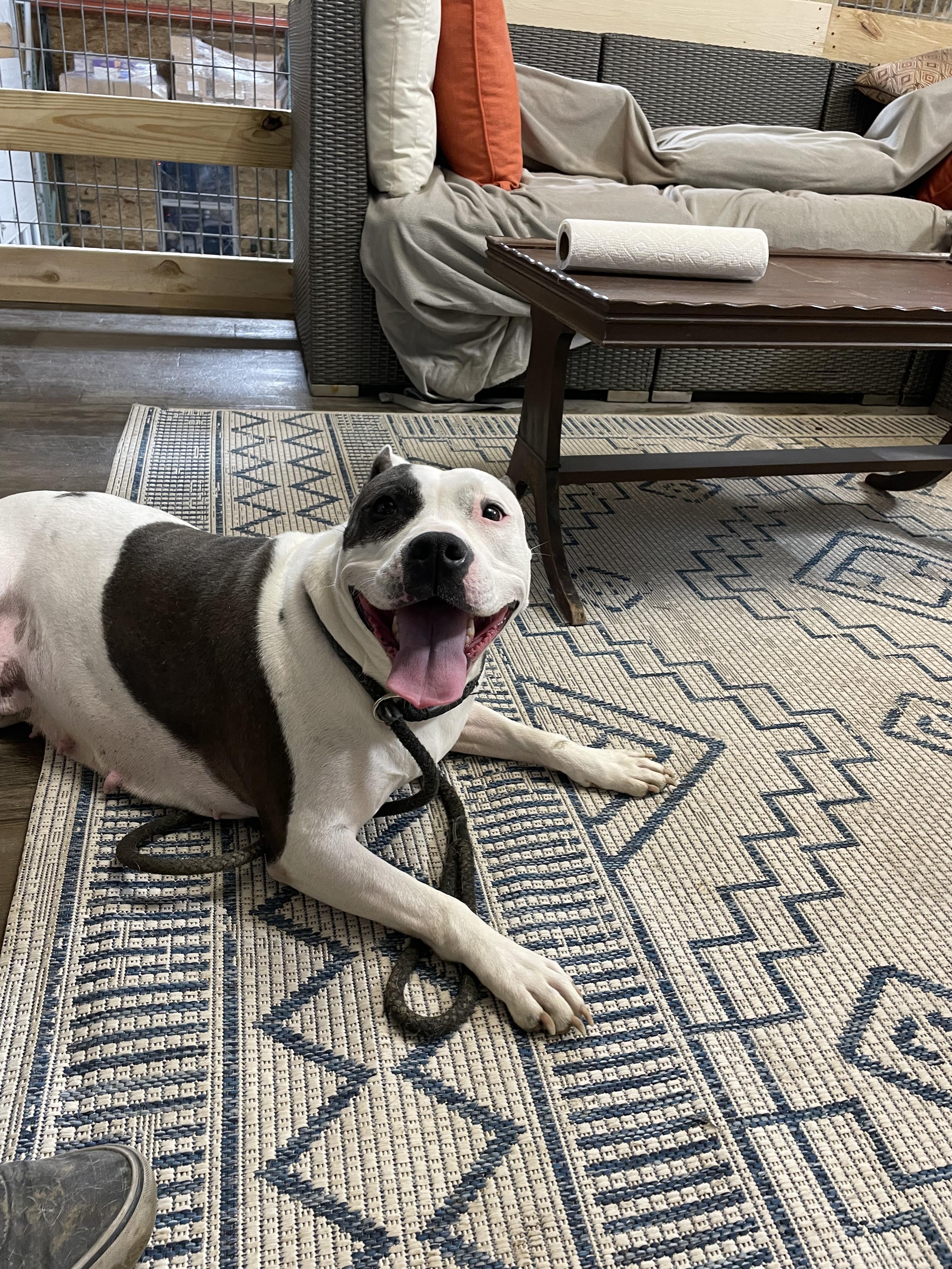 Queenie, a Adoptable Mixed Breed image 2/6