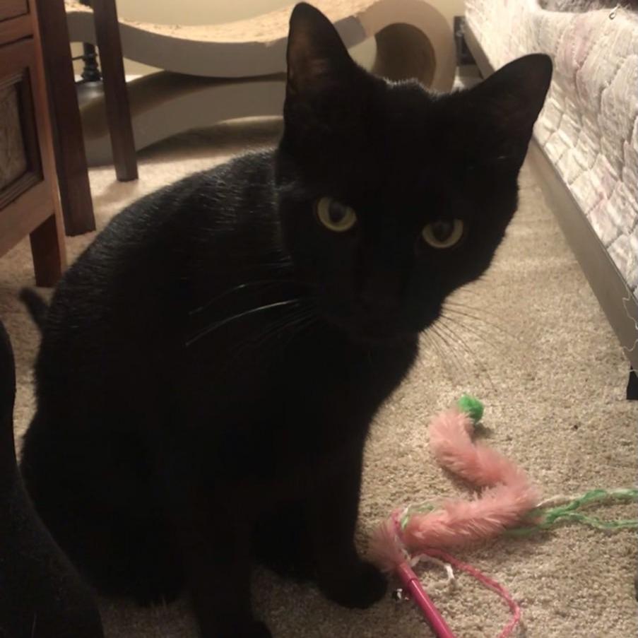 Jet, Adoptable, Adult Male American Shorthair.