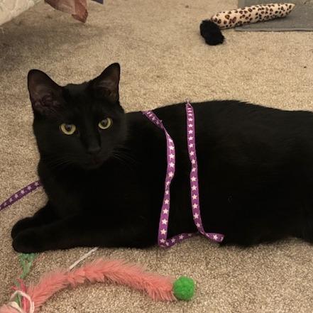 Jet, a Adoptable American Shorthair in Saint Charles, MO image 2/6