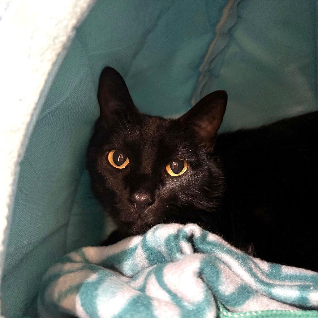 Jet, a Adoptable American Shorthair in Saint Charles, MO image 3/6