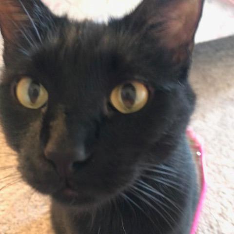 Jet, a Adoptable American Shorthair in Saint Charles, MO image 4/6