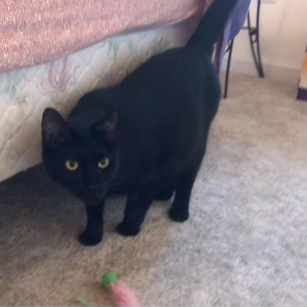 Jet, a Adoptable American Shorthair in Saint Charles, MO image 5/6