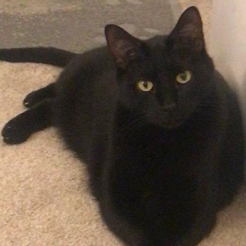 Jet, a Adoptable American Shorthair in Saint Charles, MO image 6/6