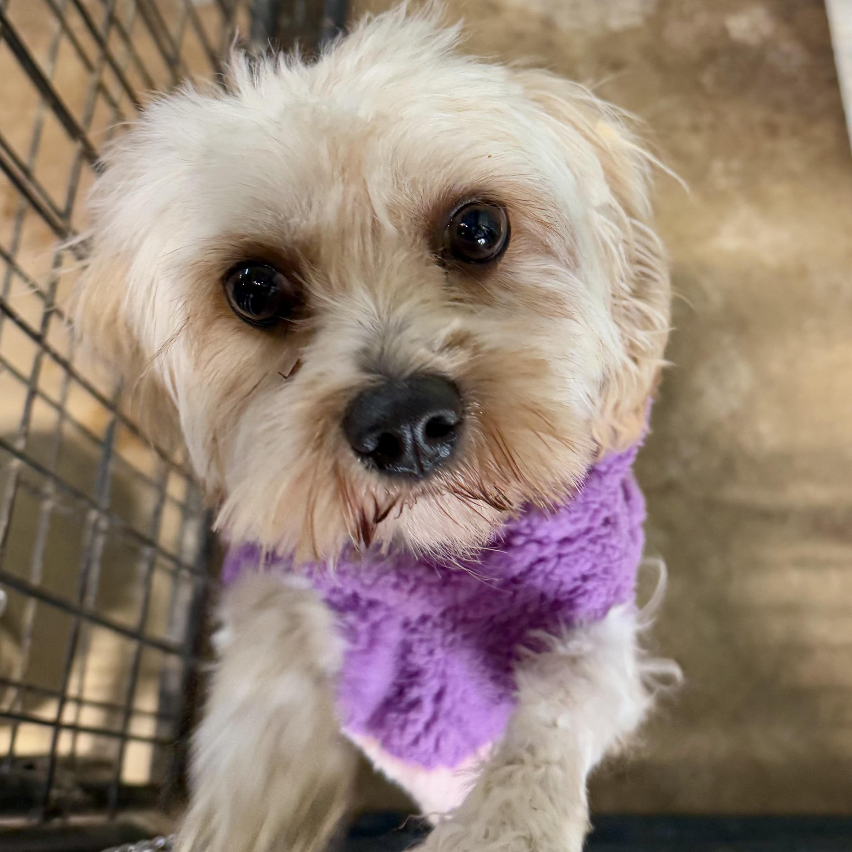 Everest, adopted, Adult Male Shih Tzu & Terrier.