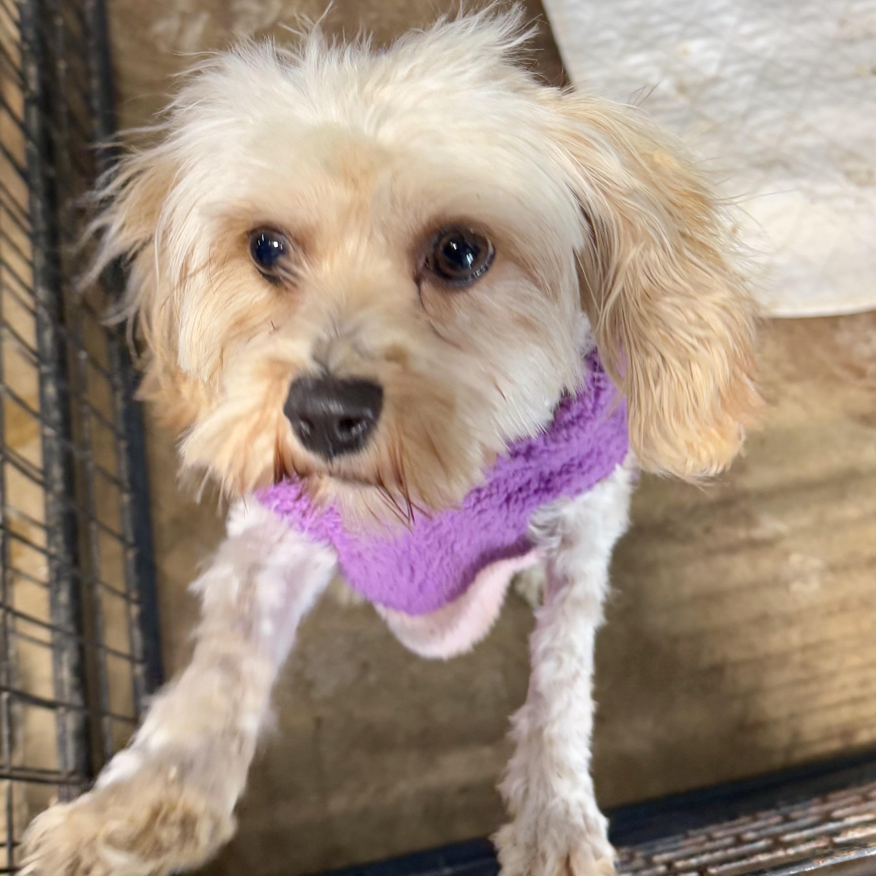 Enlarge Everest, an adopted mixed breed in Gallatin, TN image 2/2