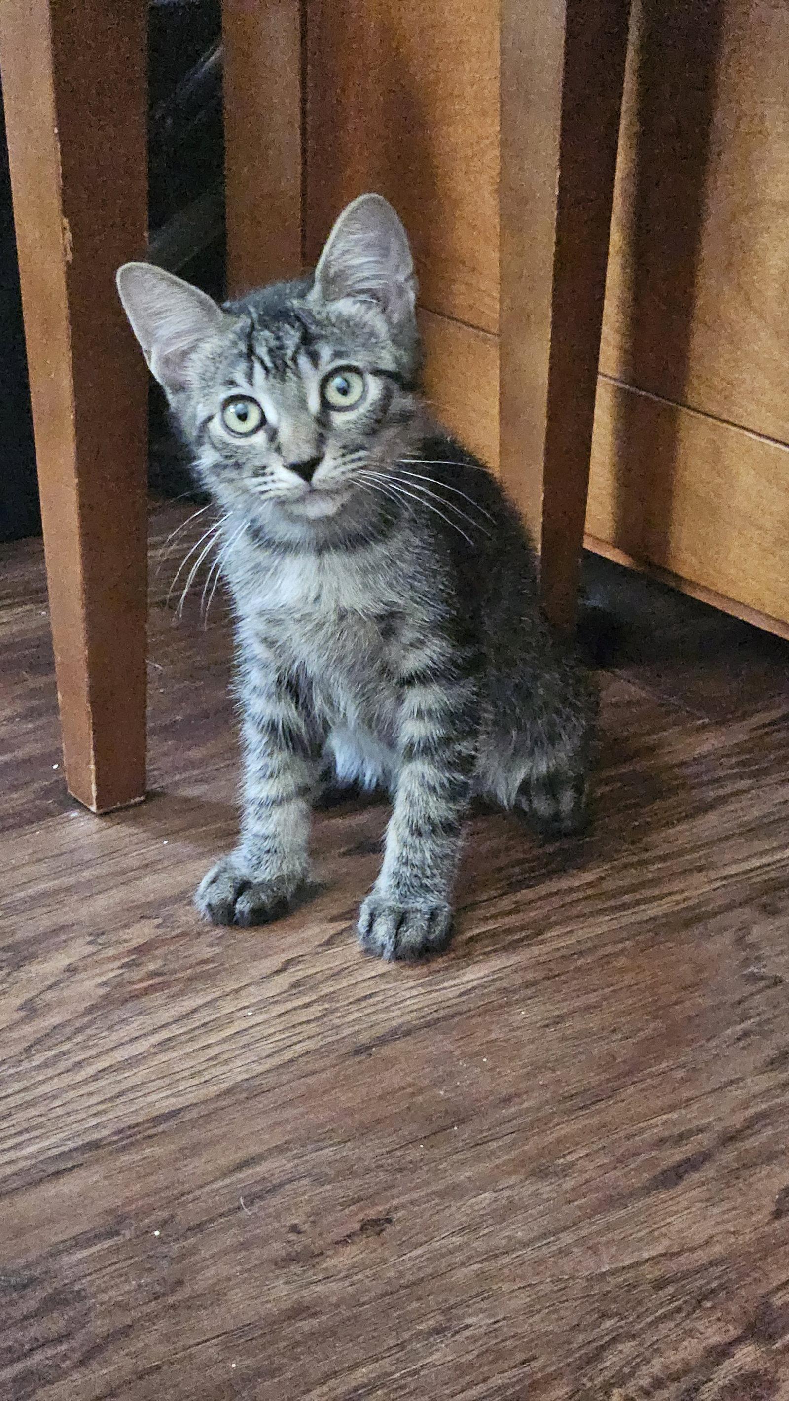 Mr. Beans, Adoptable, Kitten Male Domestic Short Hair.