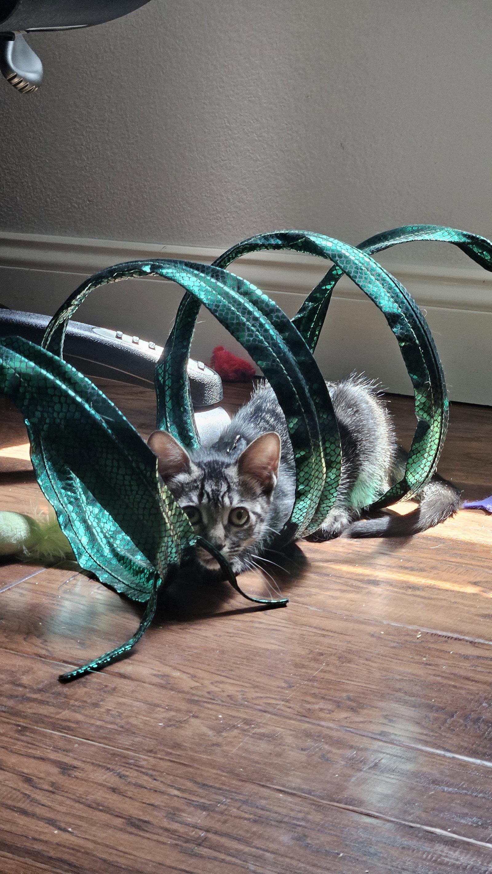 Enlarge Mr. Beans, a Adoptable Domestic Short Hair in Antioch, CA image 2/3