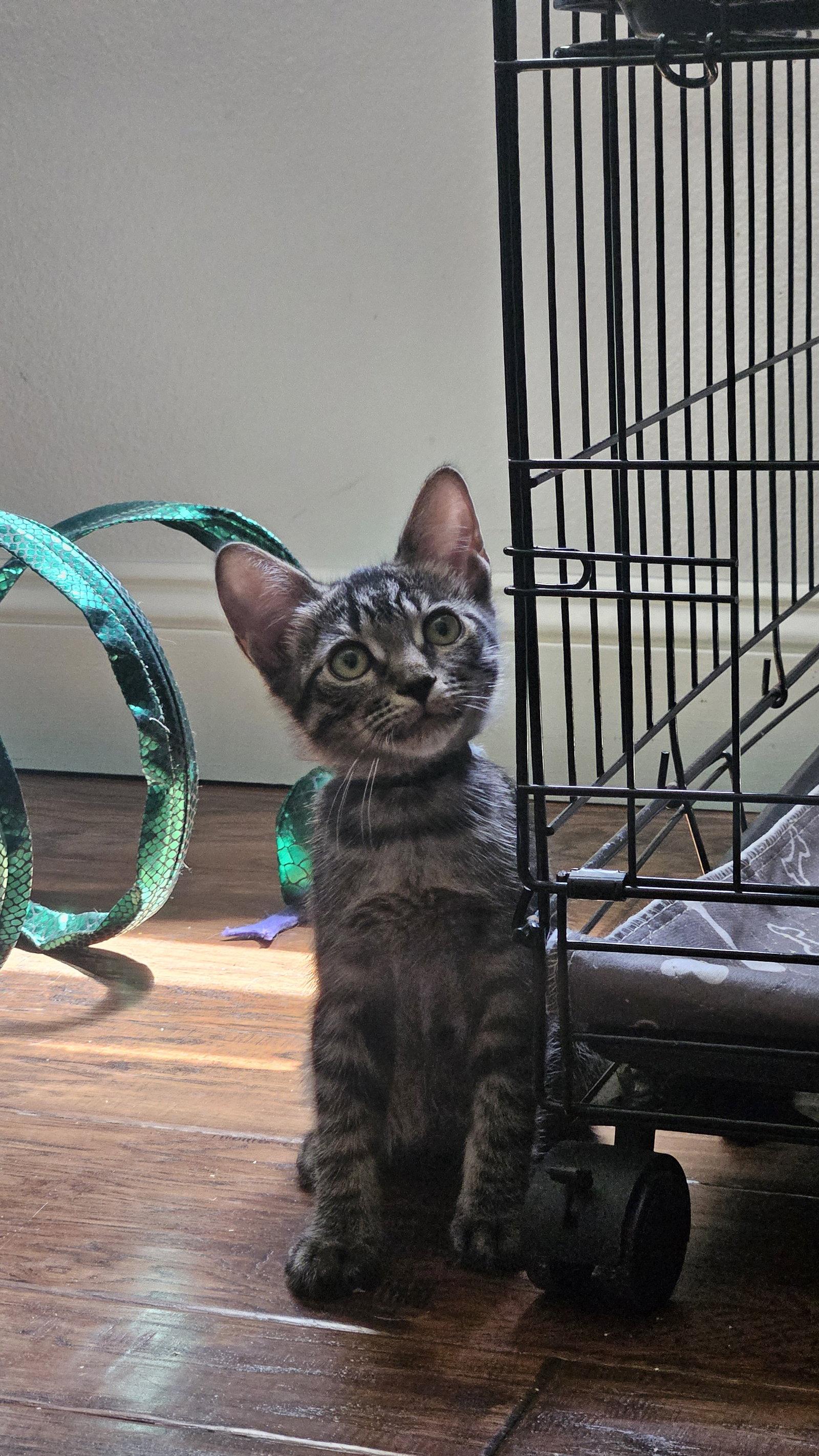 Enlarge Mr. Beans, a Adoptable Domestic Short Hair in Antioch, CA image 3/3