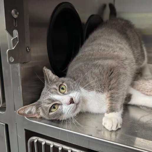 Brandon, Adoptable, Adult Male Domestic Short Hair.