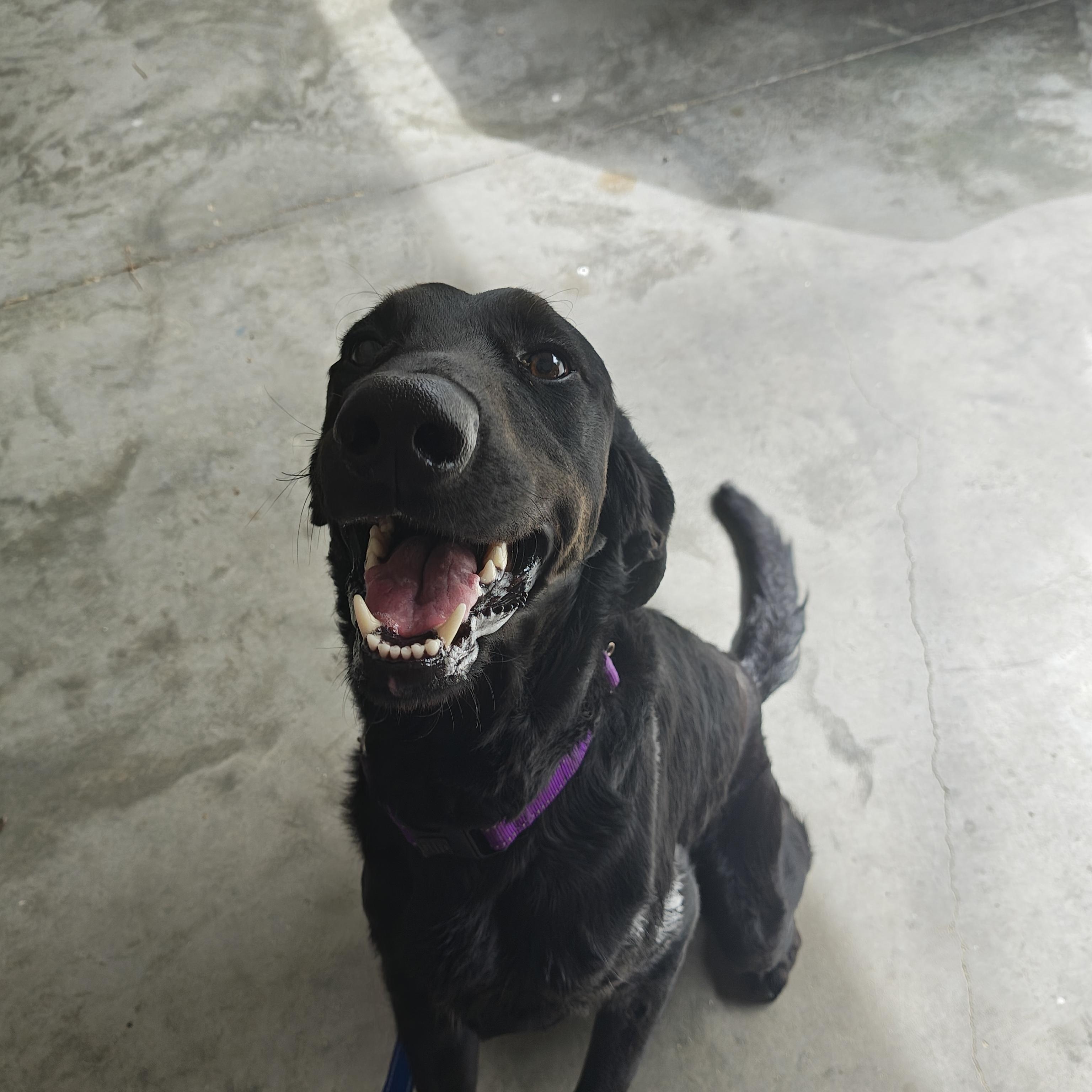 Buddy Boo Boo, ADOPTABLE, Young Male Black Labrador Retriever.