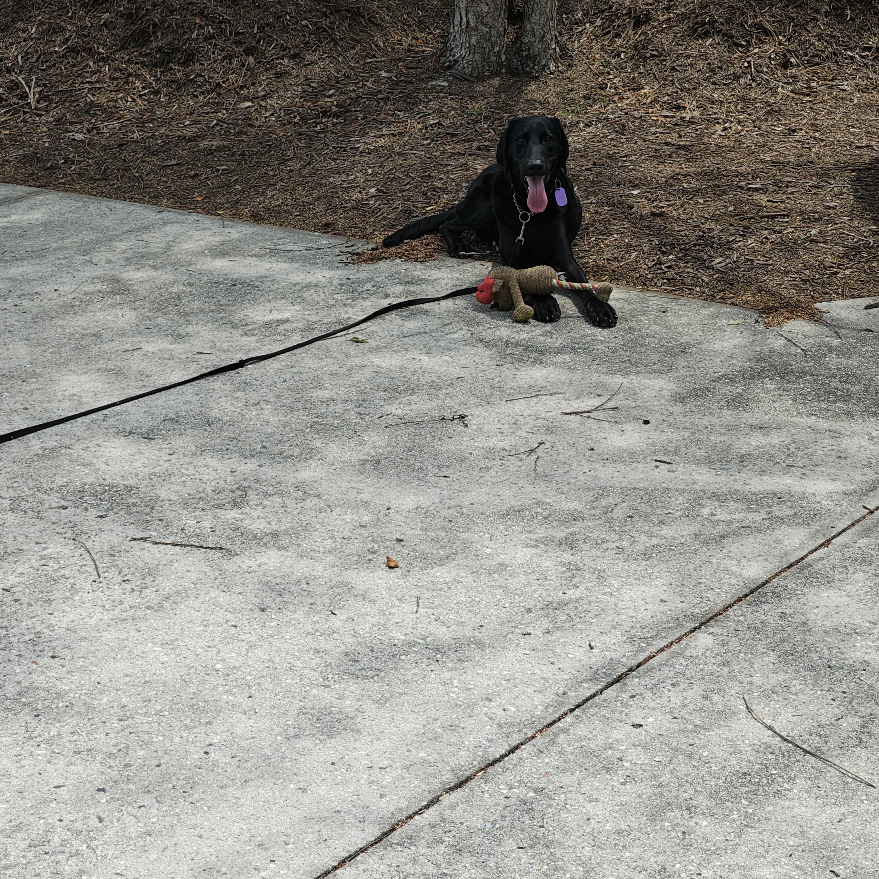 Buddy Boo Boo, a ADOPTABLE mixed breed in Wilmington, NC image 4/4