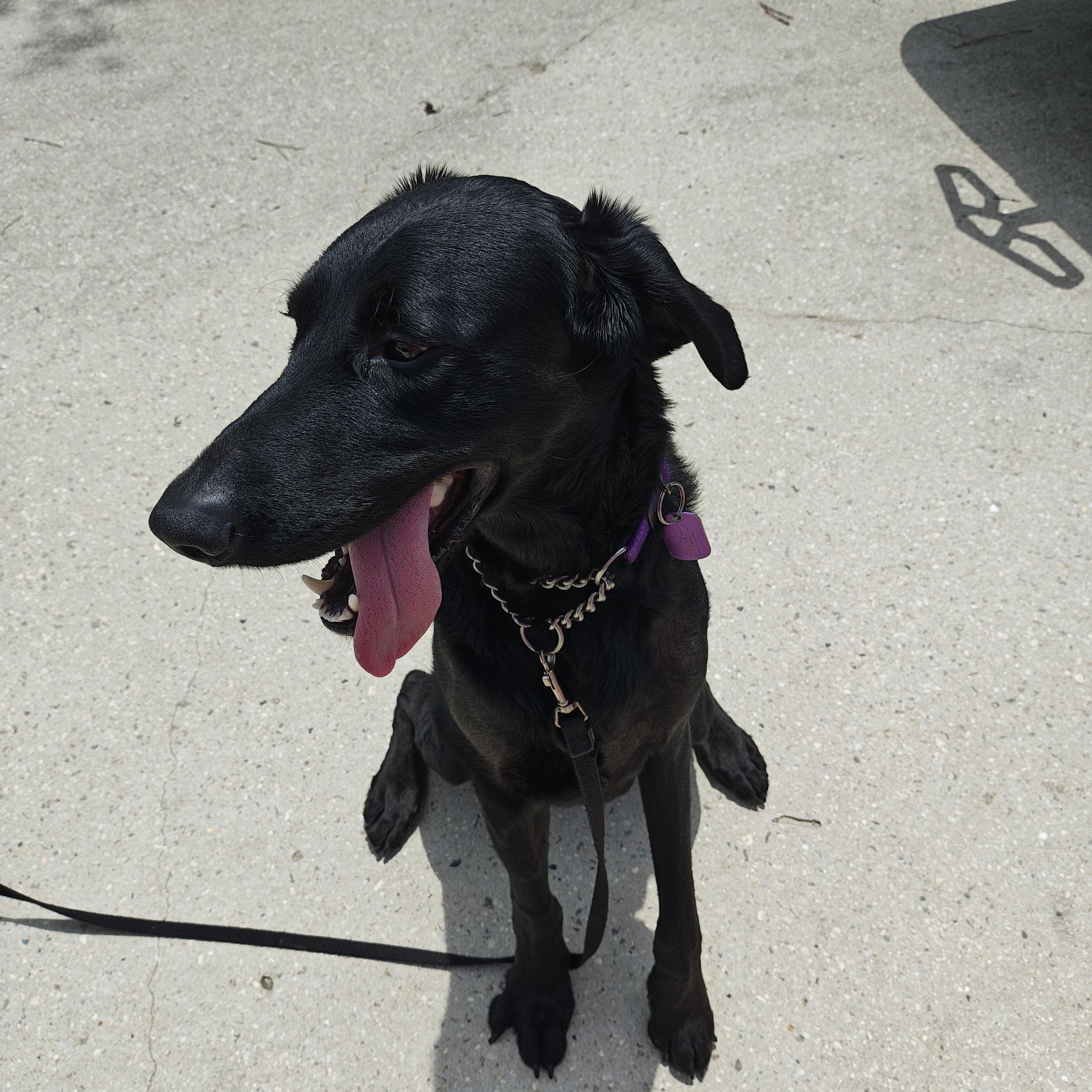 Buddy Boo Boo, a ADOPTABLE mixed breed in Wilmington, NC image 2/4