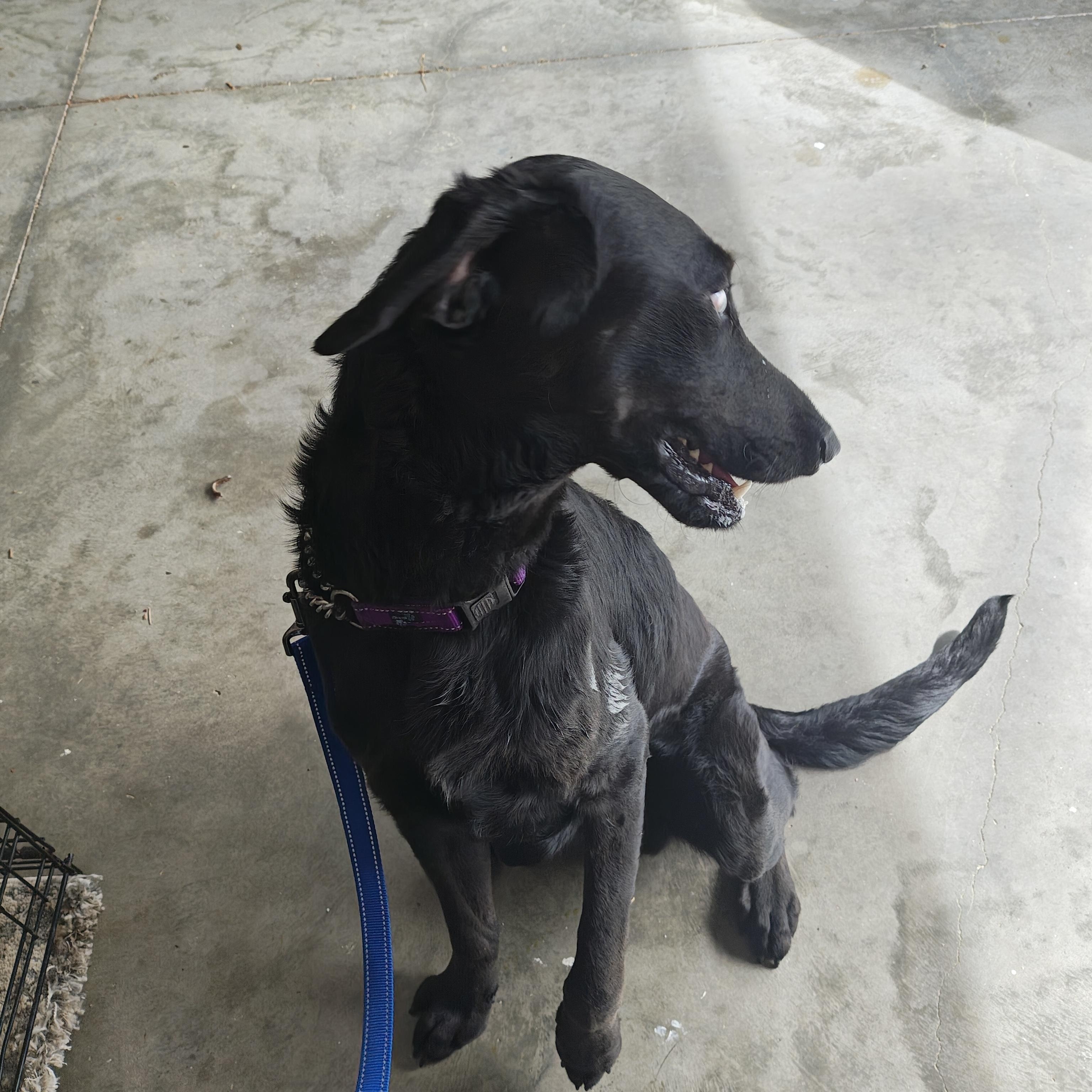 Buddy Boo Boo, a ADOPTABLE mixed breed in Wilmington, NC image 3/4