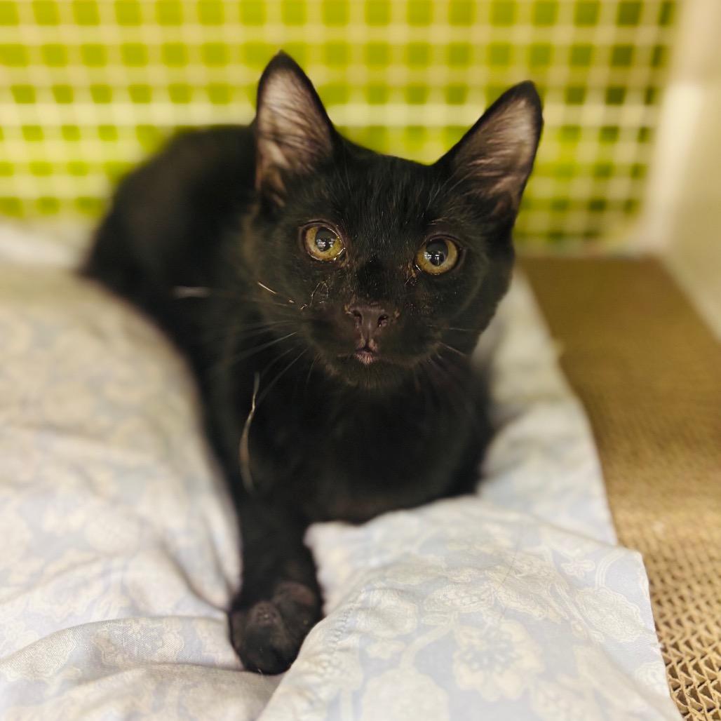 Angus, Adoptable, Kitten Male Domestic Medium Hair.