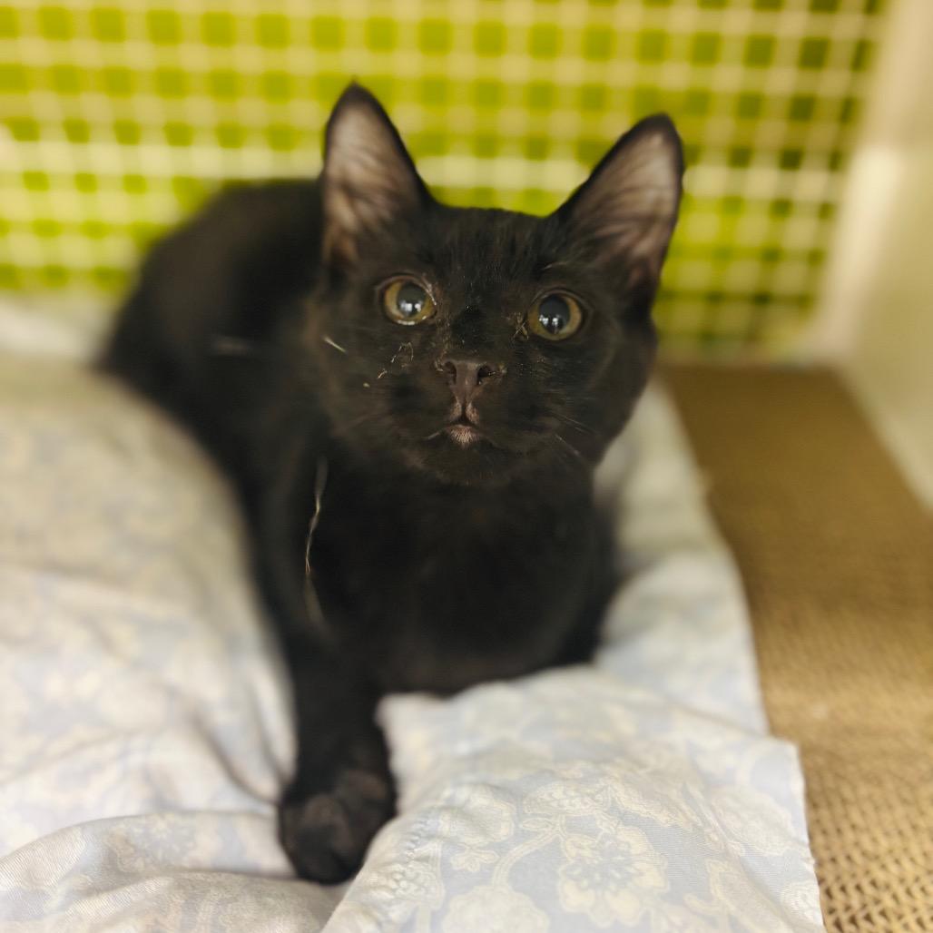 Enlarge Angus, a Adoptable Domestic Medium Hair in Woodbury, NJ image 2/3