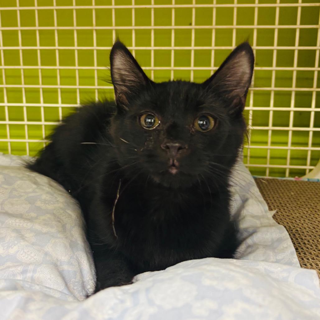 Enlarge Angus, a Adoptable Domestic Medium Hair in Woodbury, NJ image 3/3