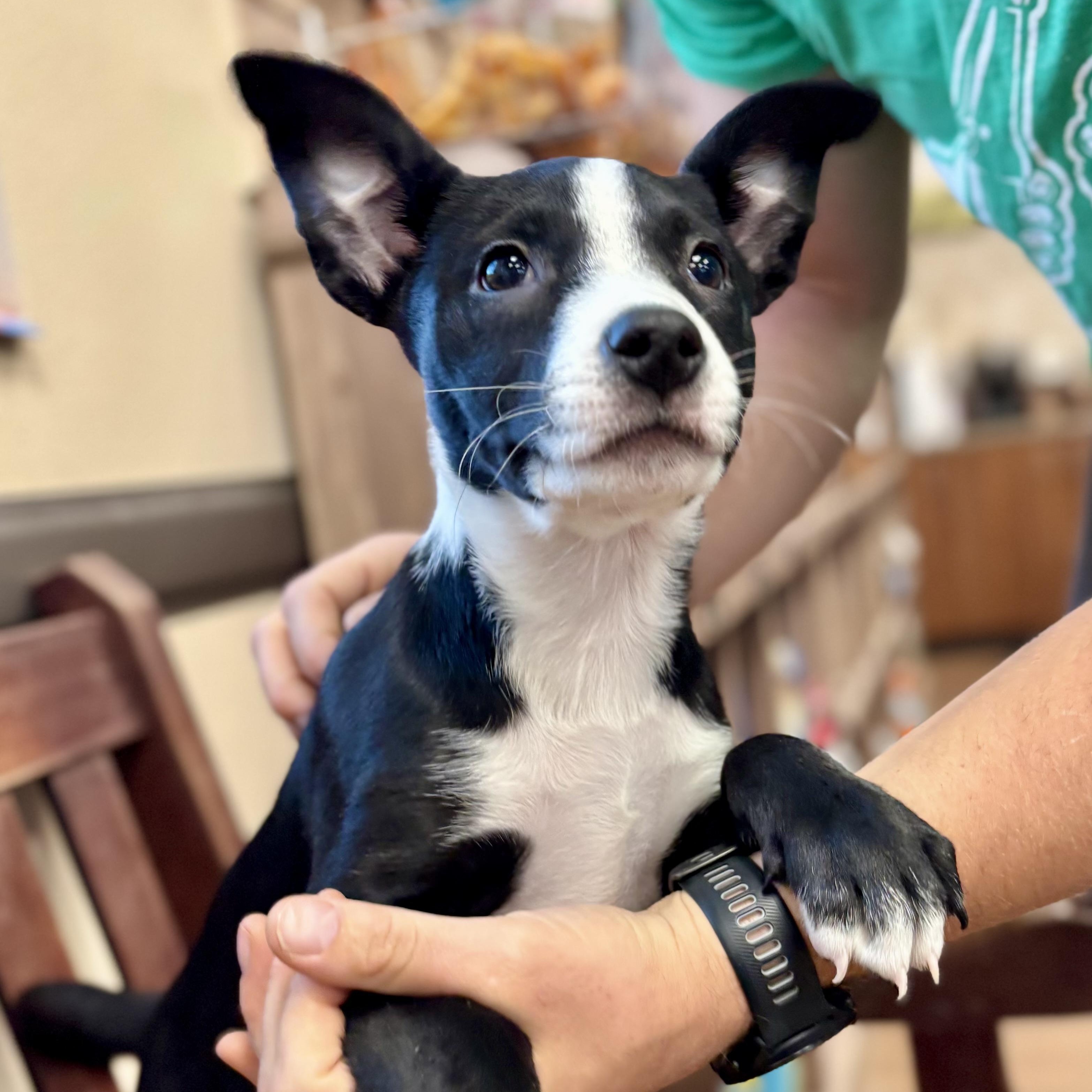 Enlarge Fallon, an adopted mixed breed in Springfield, OR image 1/6