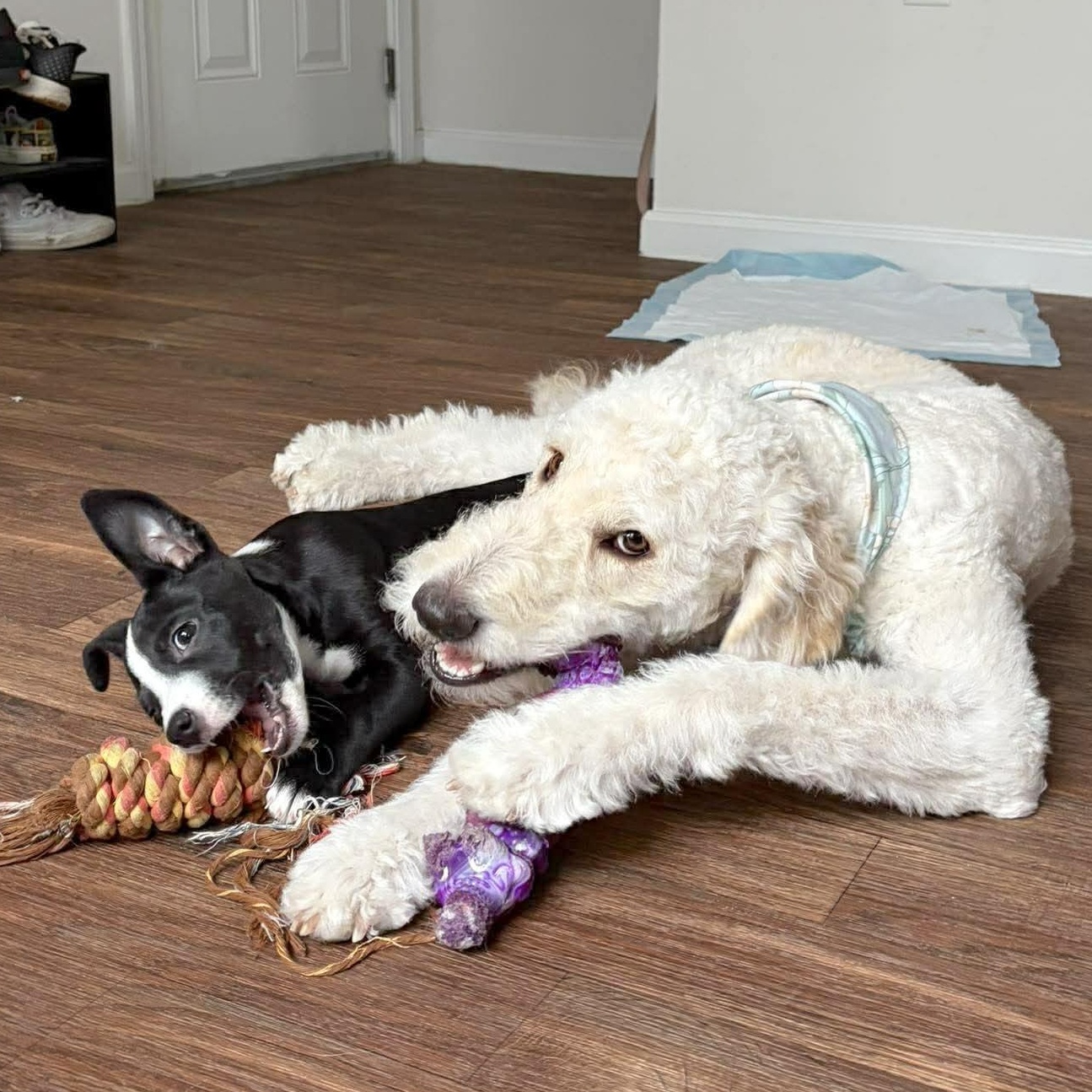 Enlarge Fallon, an adopted mixed breed in Springfield, OR image 3/6