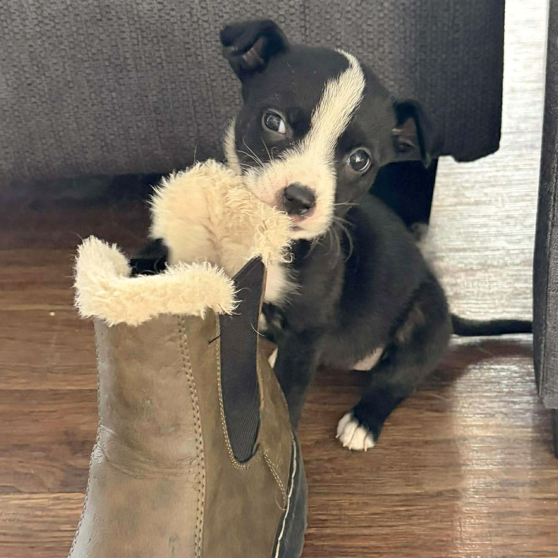 Enlarge Fallon, an adopted mixed breed in Springfield, OR image 4/6