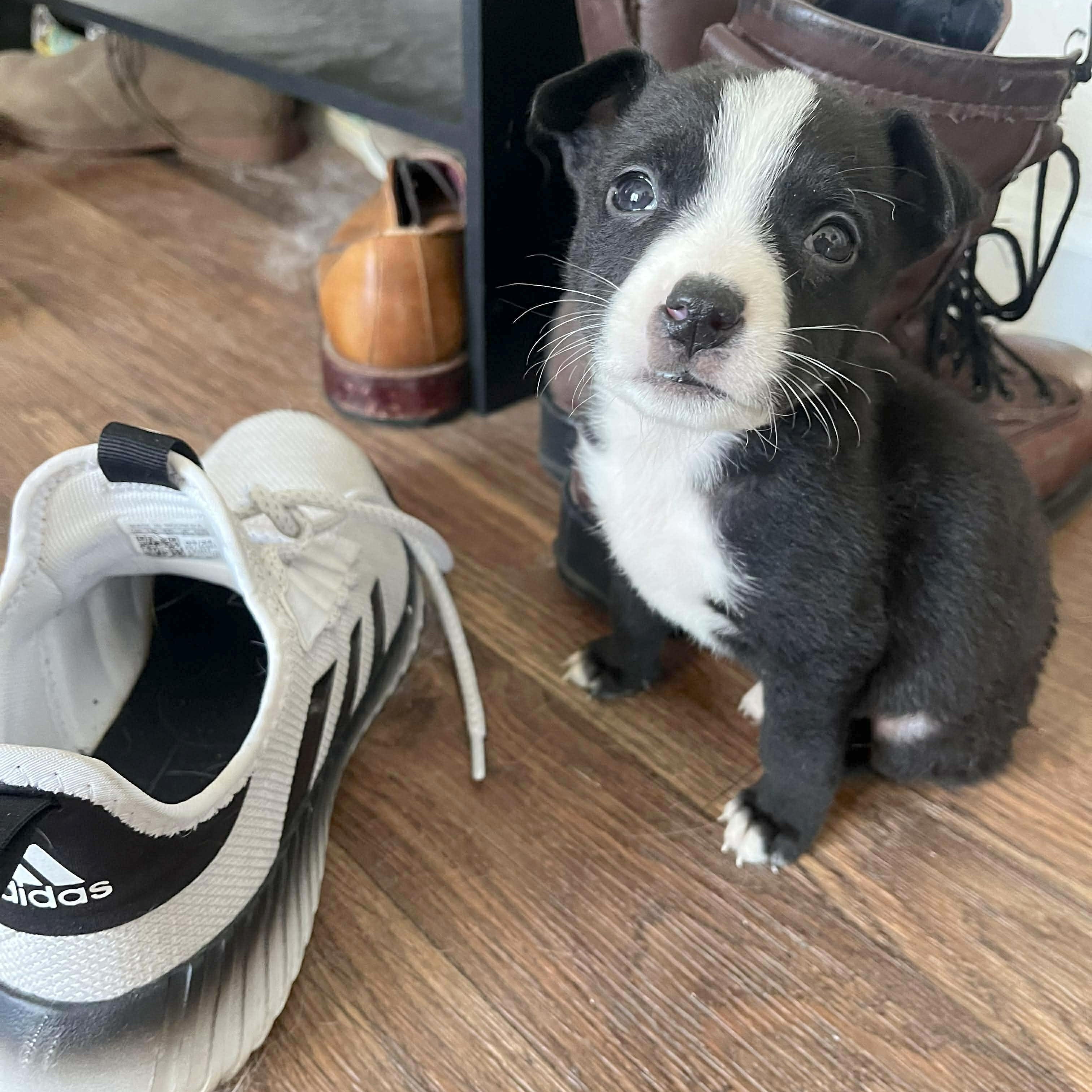 Enlarge Fallon, an adopted mixed breed in Springfield, OR image 6/6