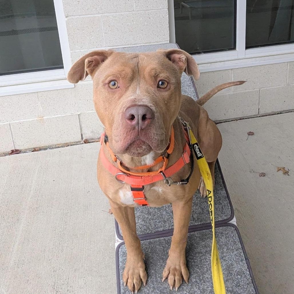 Enlarge Tony 25-184, a Adoptable mixed breed in Stratford, CT image 2/4