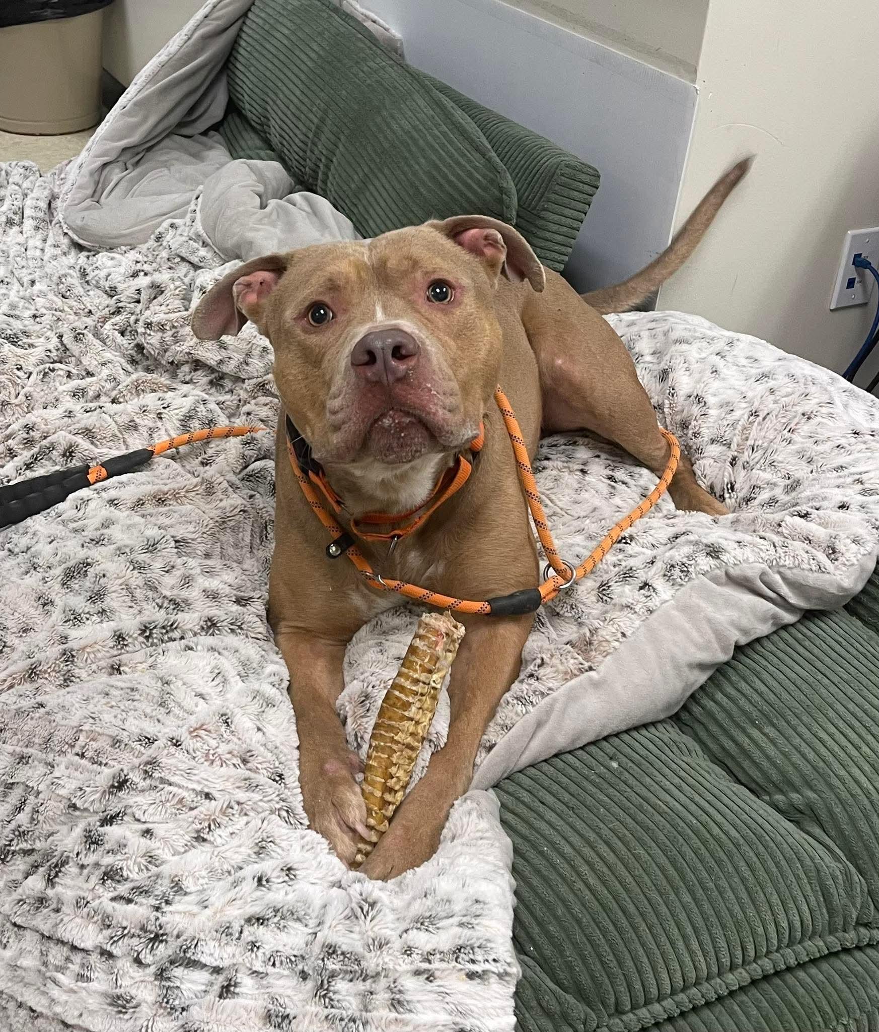 Enlarge Tony 25-184, a Adoptable mixed breed in Stratford, CT image 3/4