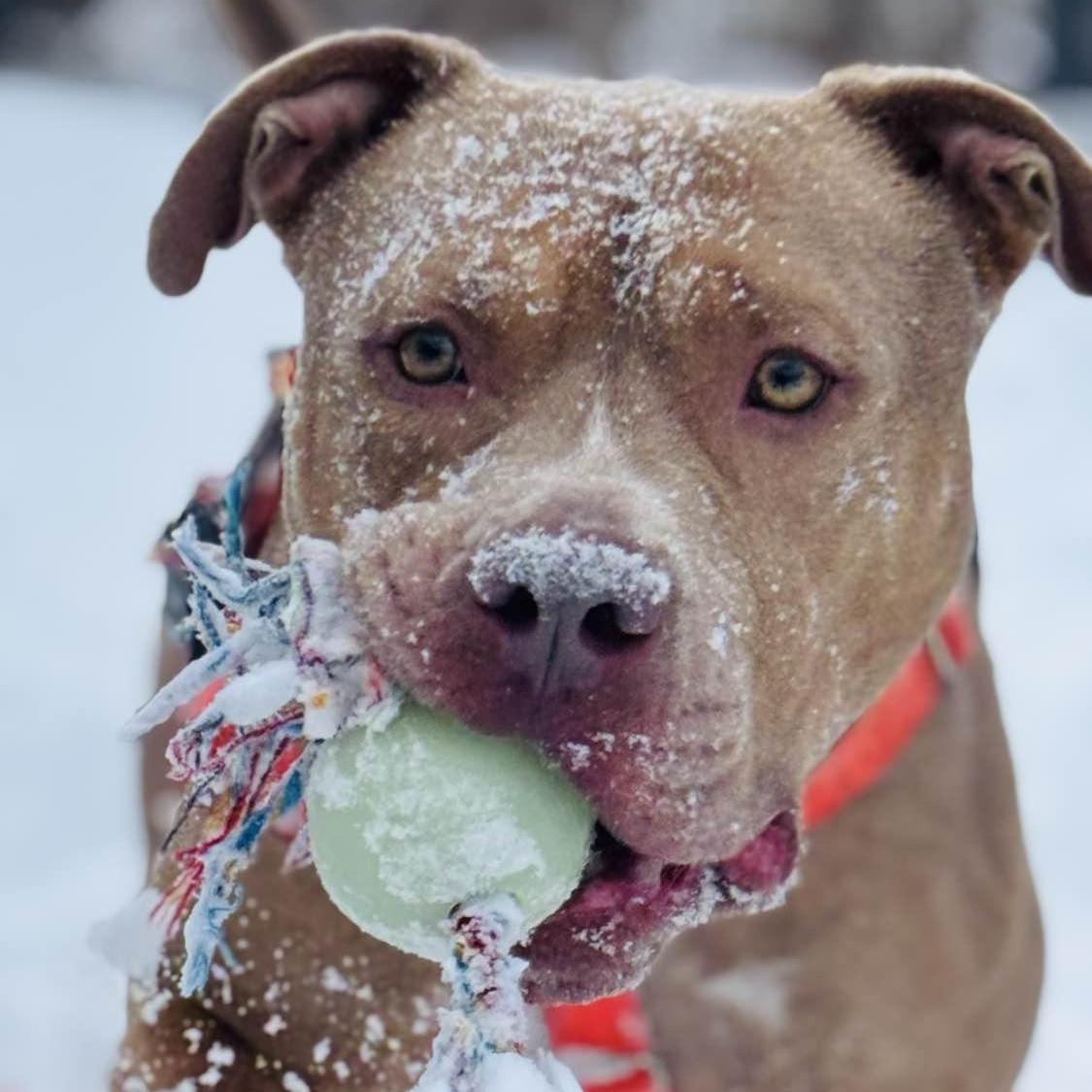 Tony 25-184, Adoptable, Young Male Pit Bull Terrier.