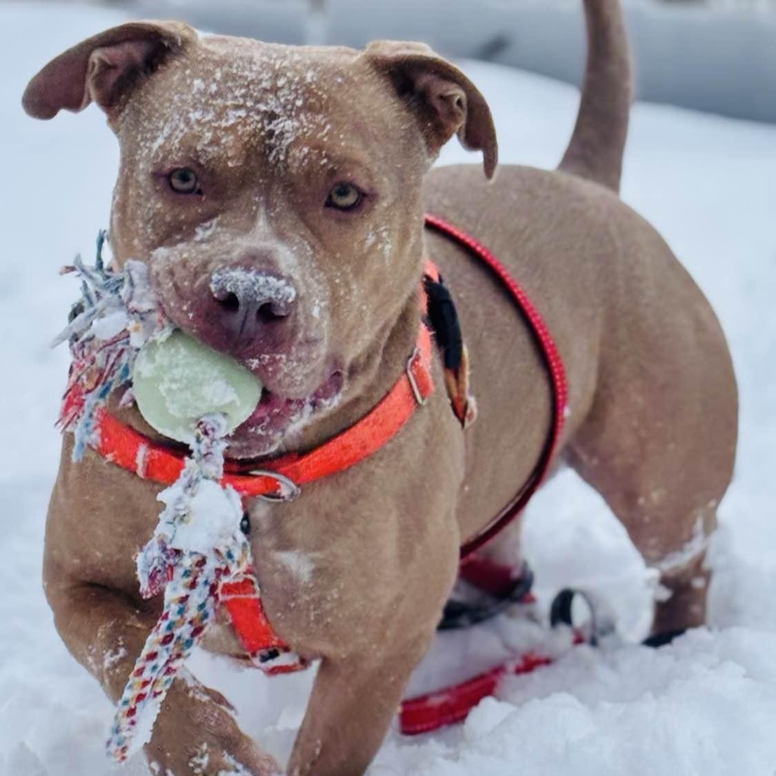 Enlarge Tony 25-184, a Adoptable mixed breed in Stratford, CT image 4/4