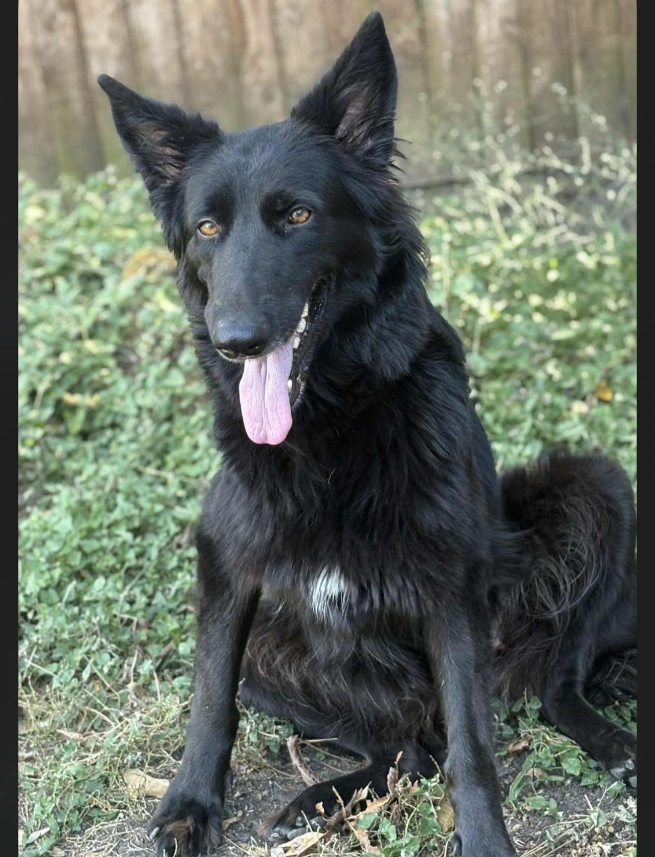 Nikola, Adoptable, Young Female German Shepherd Dog.
