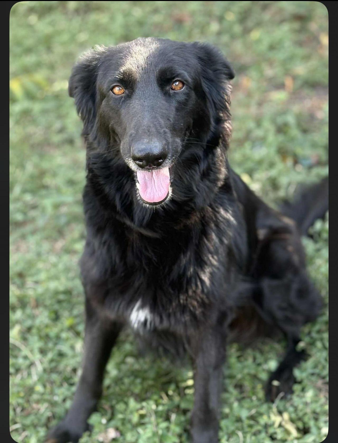 Nikola, a Adoptable German Shepherd Dog in Brookfield, CT image 3/6