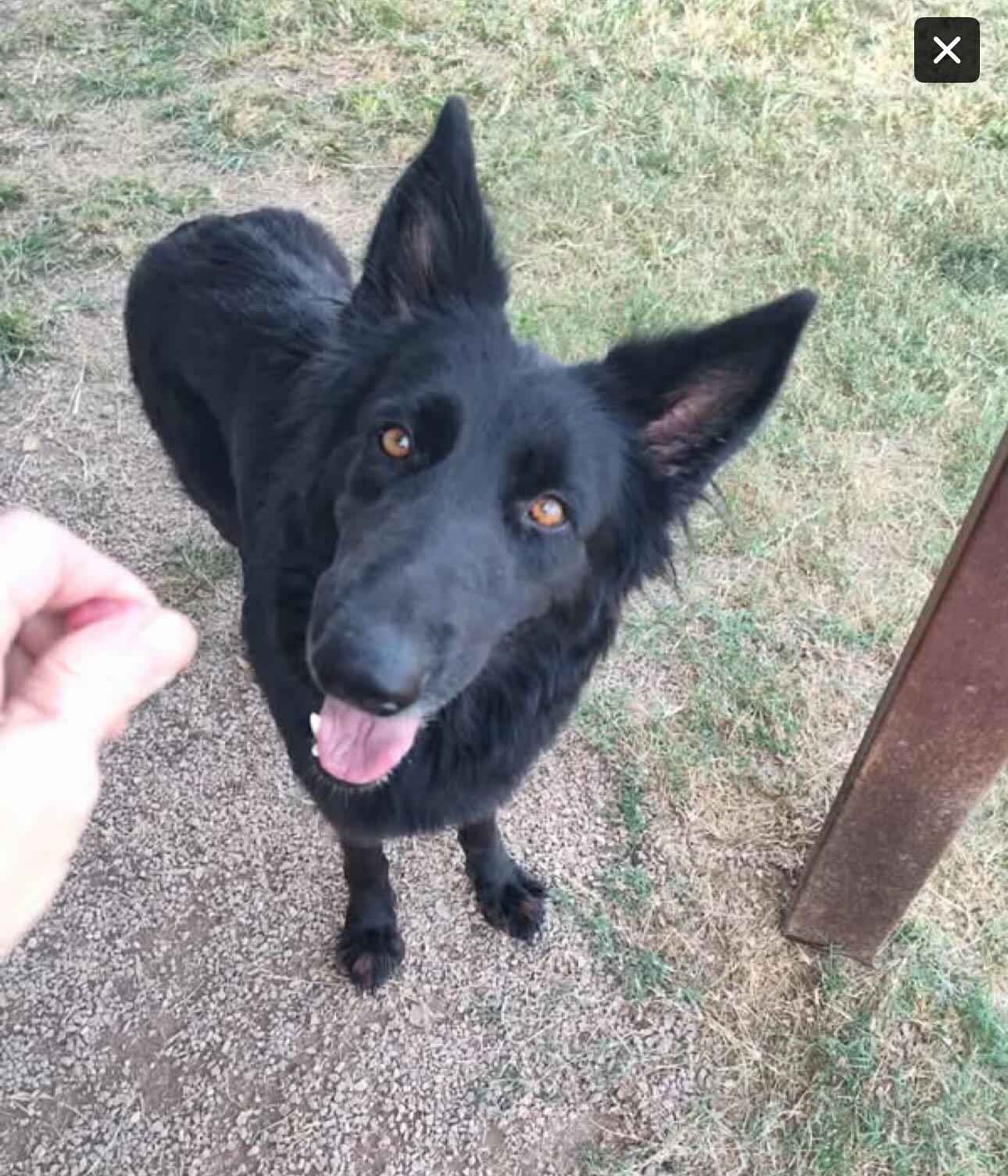 Nikola, a Adoptable German Shepherd Dog in Brookfield, CT image 4/6