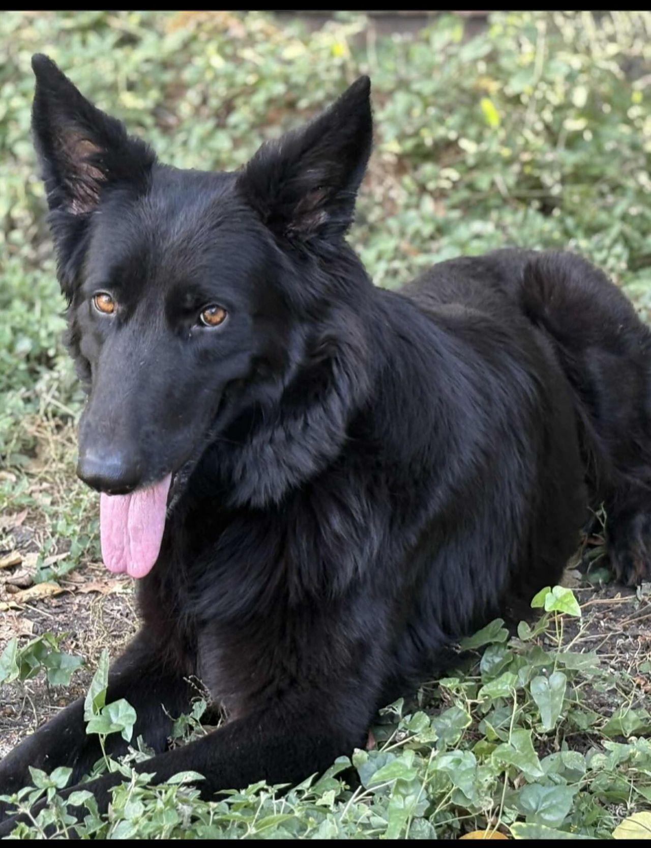 Nikola, Adoptable, Young Female German Shepherd Dog.
