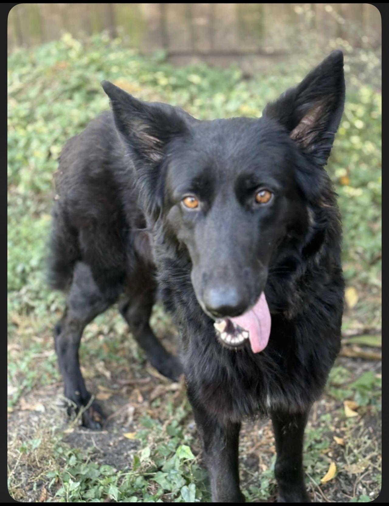Nikola, a Adoptable German Shepherd Dog in Brookfield, CT image 5/6
