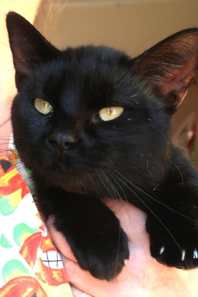 Enlarge General, a Adoptable mixed breed in Menomonie, WI image 1/1