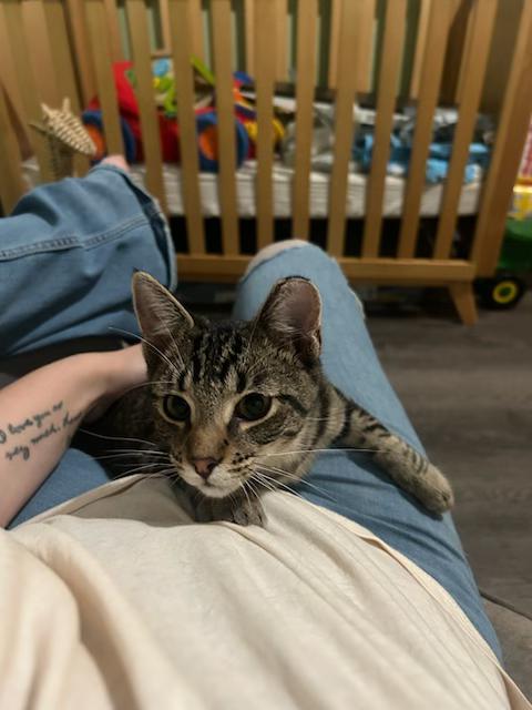 Enlarge Meet Sweet Little SALTINE - 6 Months Kitten, a Adoptable American Shorthair in Bristow, VA image 3/5
