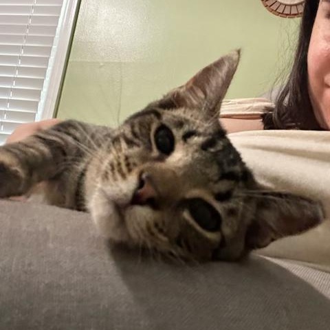 Meet Sweet Little SALTINE - 6 Months Kitten, Adoptable, Kitten Male American Shorthair.