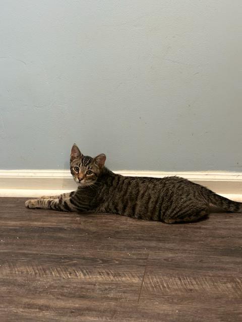 Enlarge Meet Sweet Little SALTINE - 6 Months Kitten, a Adoptable American Shorthair in Bristow, VA image 4/5