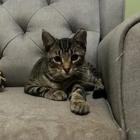 Enlarge Meet Sweet Little SALTINE - 6 Months Kitten, a Adoptable American Shorthair in Bristow, VA image 2/5