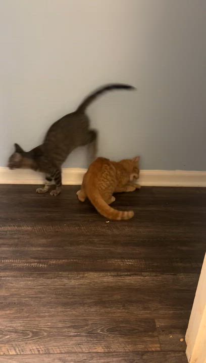 Enlarge Meet Sweet Little SALTINE - 6 Months Kitten, a Adoptable American Shorthair in Bristow, VA video 5/5