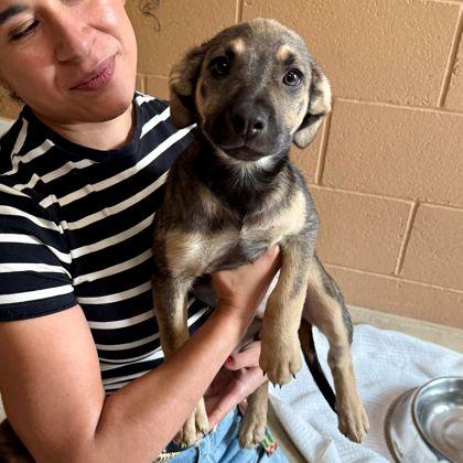 Beyonce, Adopted, Puppy Female Mixed Breed.