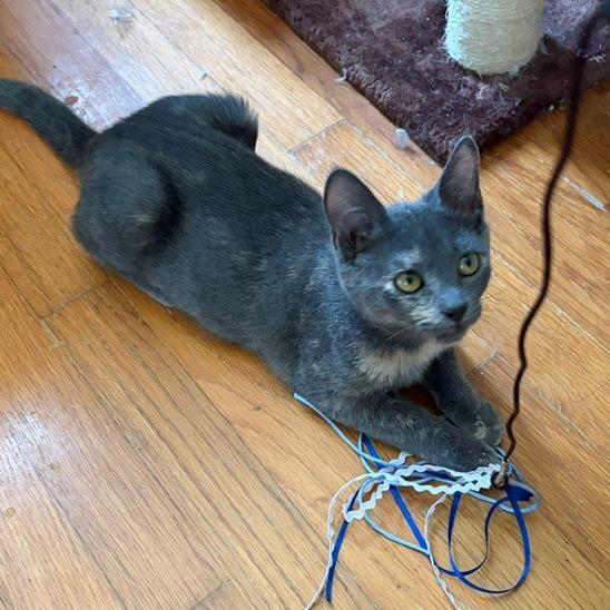 Enlarge Peaches, a Adoptable Domestic Short Hair in Winston Salem, NC image 4/6