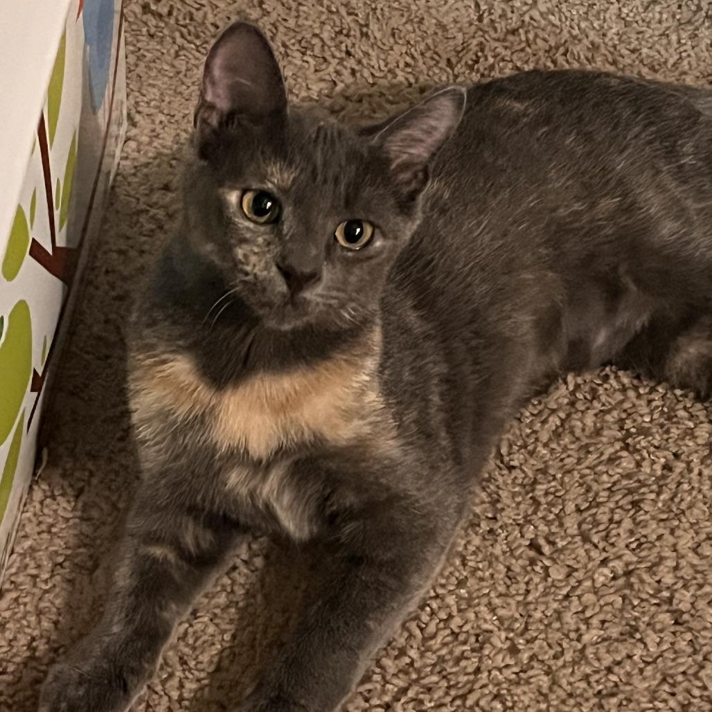 Enlarge Peaches, a Adoptable Domestic Short Hair in Winston Salem, NC image 5/6