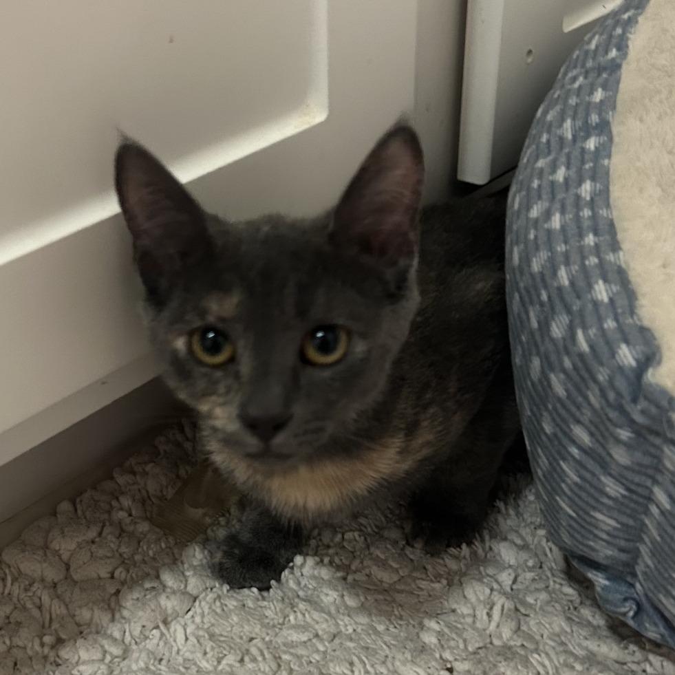 Enlarge Peaches, a Adoptable Domestic Short Hair in Winston Salem, NC image 6/6