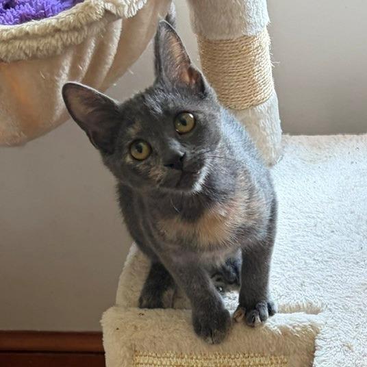 Peaches, Adoptable, Young Female Domestic Short Hair.