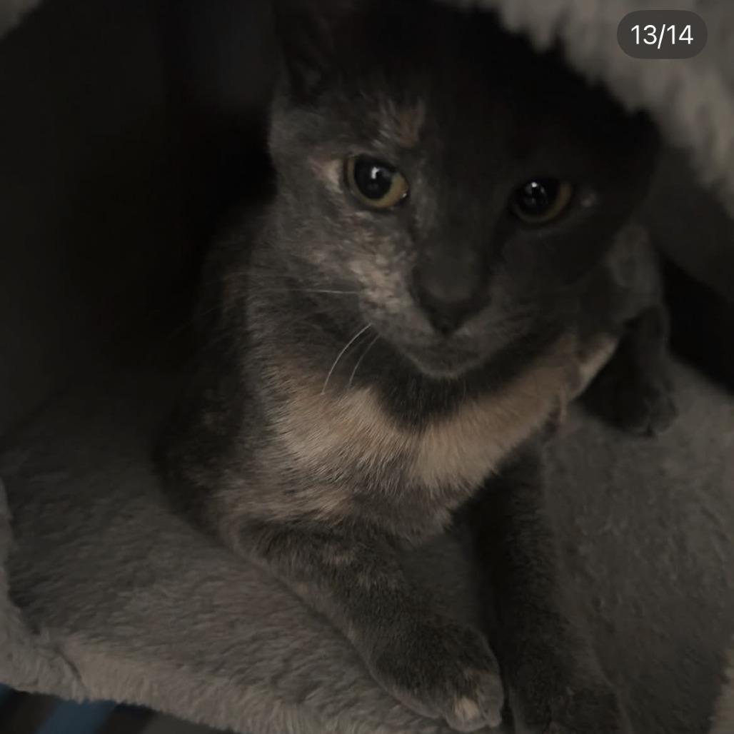 Enlarge Peaches, a Adoptable Domestic Short Hair in Winston Salem, NC image 3/6