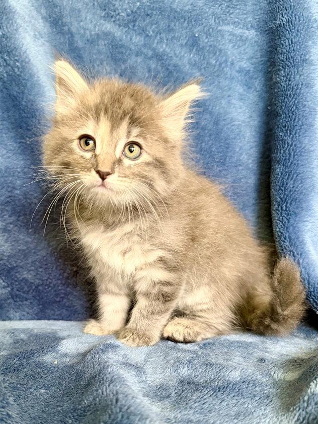 Pansy, Adoptable, Kitten Female Maine Coon & Domestic Long Hair.