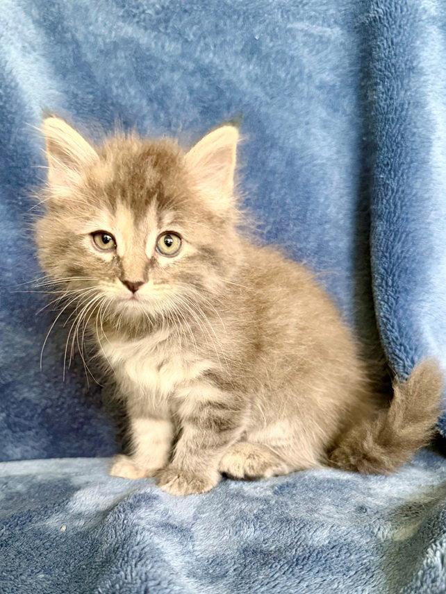Pansy, a Adoptable mixed breed in Nashville, TN image 2/3